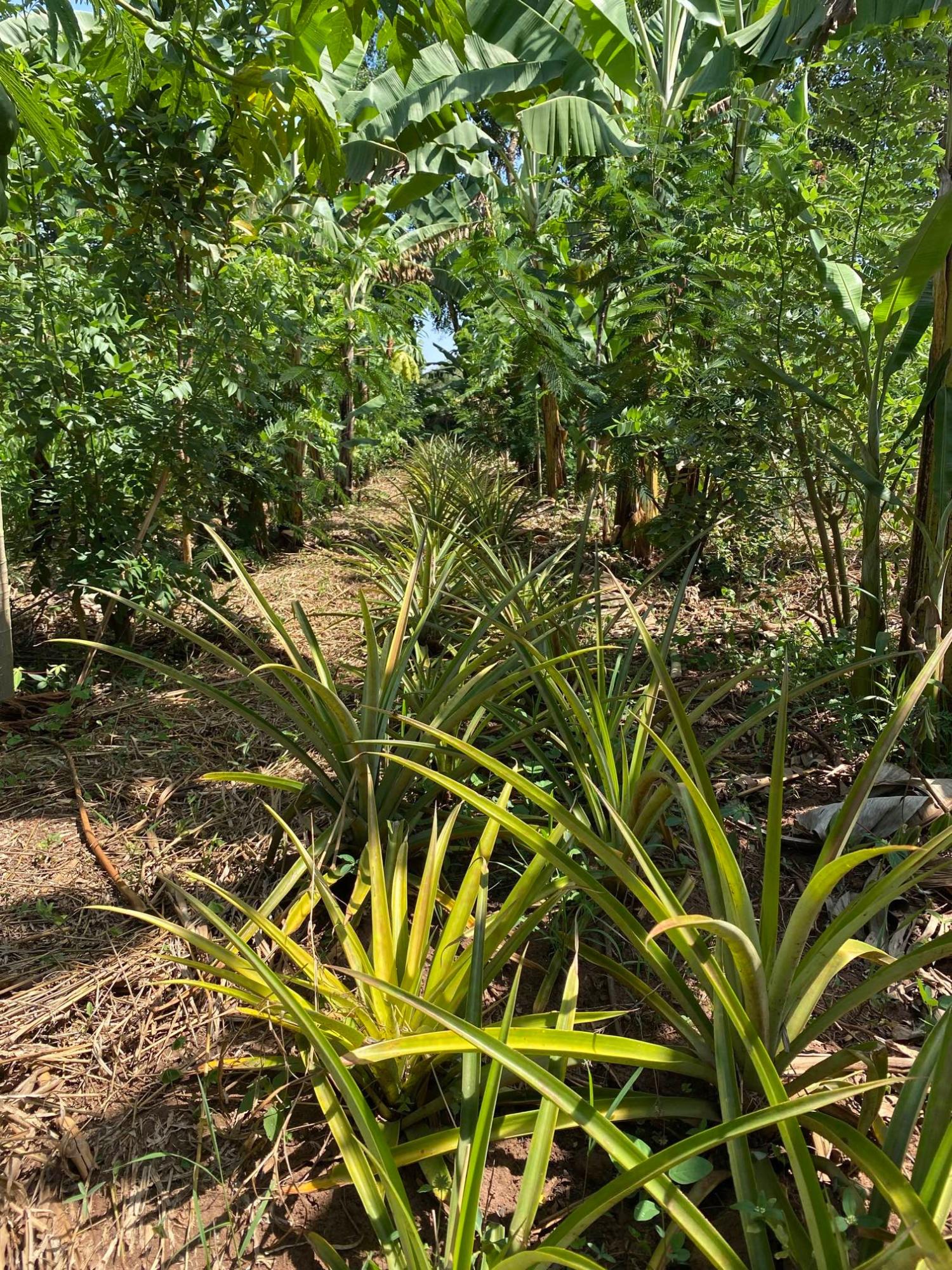 Regenerative Agroforestry with Bananas and coffee as cash crops and other support crops as food crops.jpeg